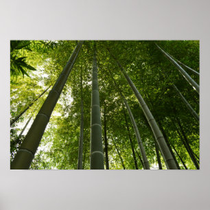 Poster Verger en bambou : Tokyo, Japon