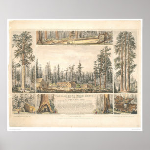 Poster Verger gigantesque d'arbre (0976A)