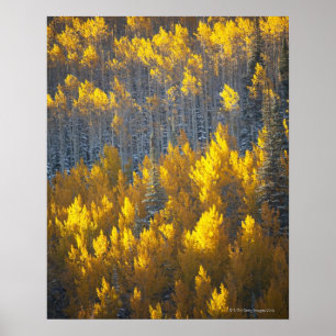 Poster Vergers d'arbre d'Aspen dans des couleurs de chute