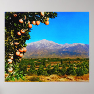 Poster Vergers d'orangers Mont Baldy enneigé Début des an