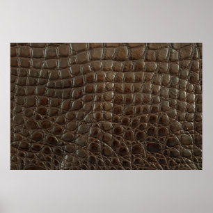 Poster Véritable alligator marron, gros plan pour montrer