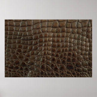 Poster Véritable alligator marron, gros plan pour montrer