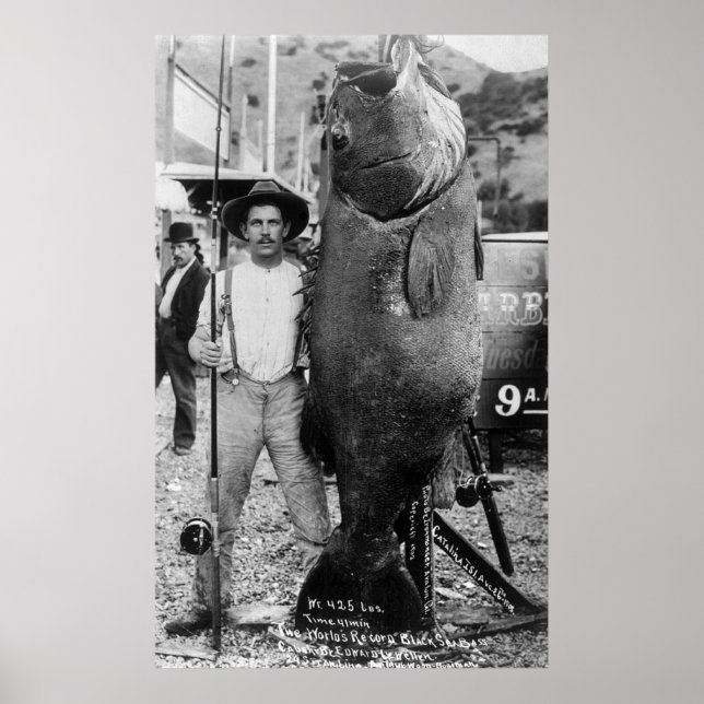 Poster Véritable Big Fish, début des années 1900 (Devant)