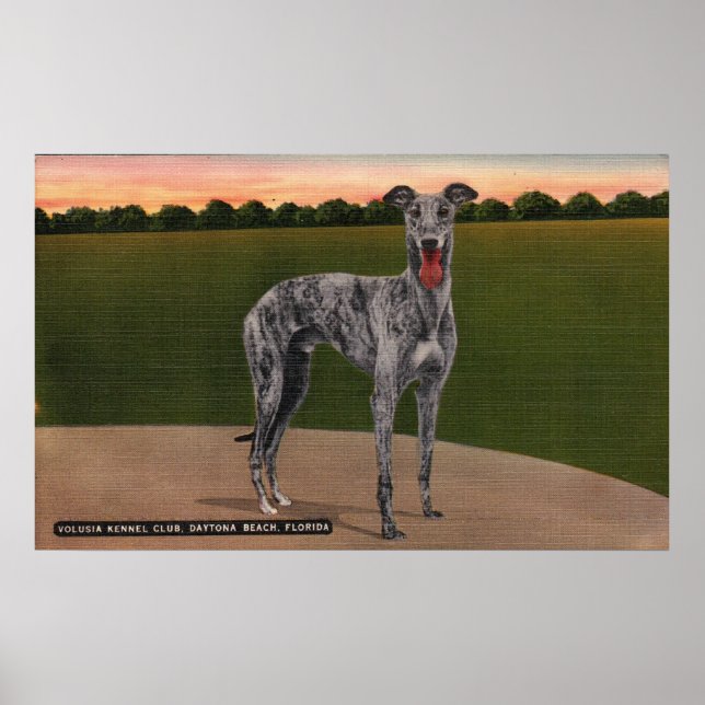 Poster VÉRITABLE HOMME-CHASSE Célèbre Chien Greyhound (Devant)