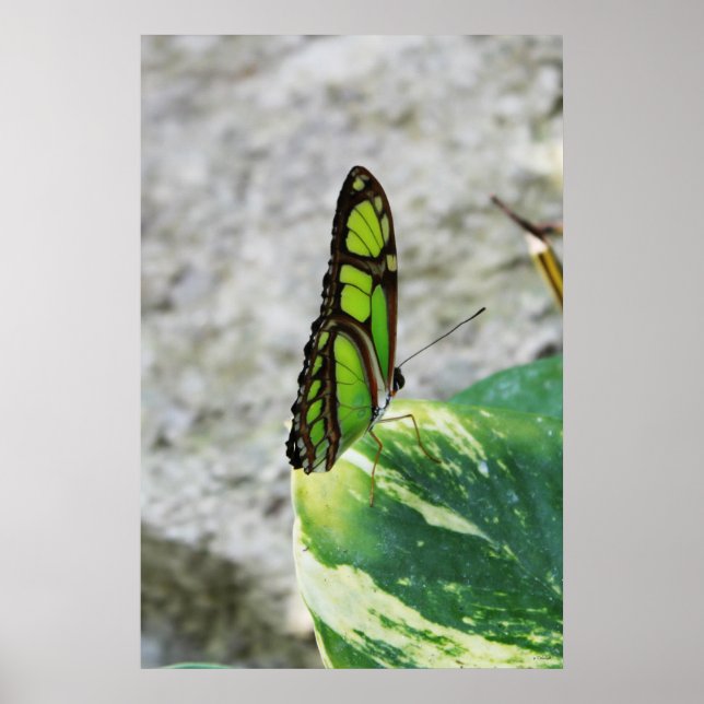 Poster Verre coloré (Devant)