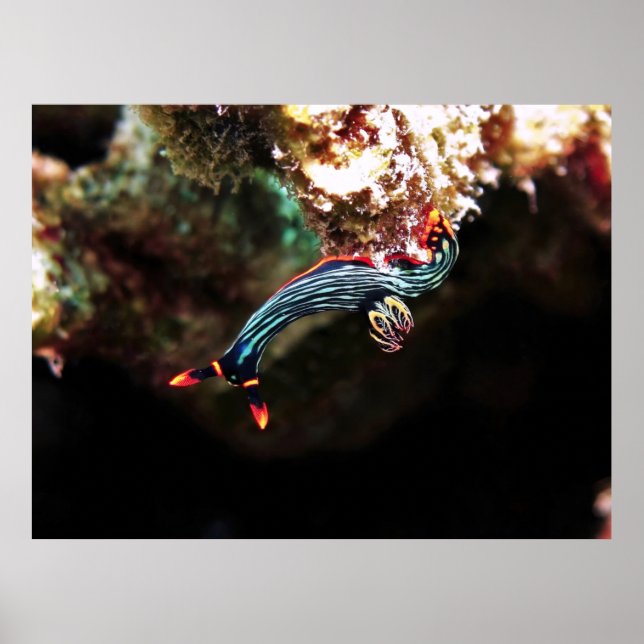 Poster Vers le bas Nudi (Devant)