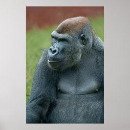 Poster Vers le haut avec Gorilla Lope : Portrait enchante