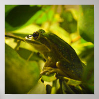 Poster vert et doré de la grenouille Bell