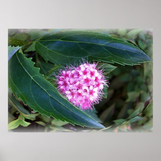 Poster vert et rose (Devant)