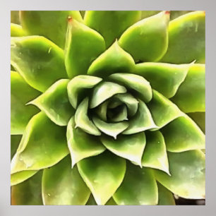 Poster Vert Succulent Gros Plan Cactus