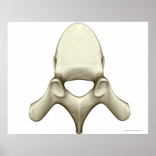 Poster Vertebrae