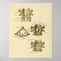Vertèbre cervicale Anatomie des os de colonne vert