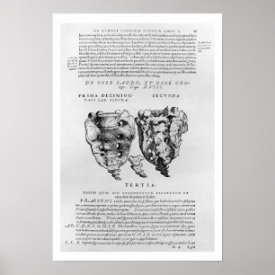 Poster Vertèbre, Cocyx (impression b/w)