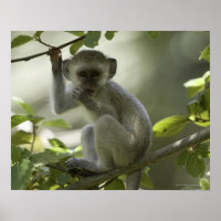 Vervet Monkey, Zimbabwe