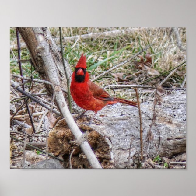 Poster Vibrant Cardinal (Devant)