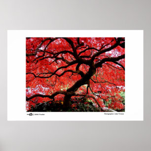 Poster Vibrant Leaves - Photo of the Year Finalist