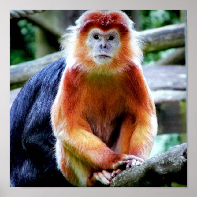 Poster Vibrant photo de singes au parc animalier (Devant)