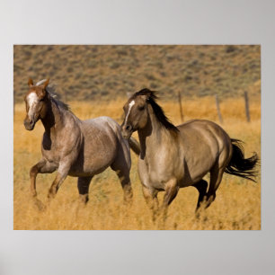 Poster Vie de ranch au Ponderosa Ranch