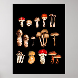 Poster Vie du champignon Picker