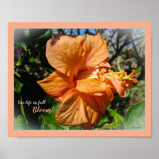Poster Vie en pleine floraison Hibiscus floraux (Devant)
