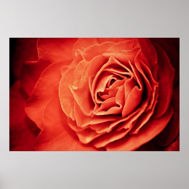 Poster vie rose (Devant)
