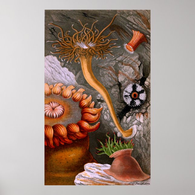 Poster Vie Sous-Marine Quatre Sur Dix (Devant)