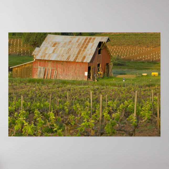 Poster Vieille grange rouge au bord du vignoble de Zinfan (Devant)