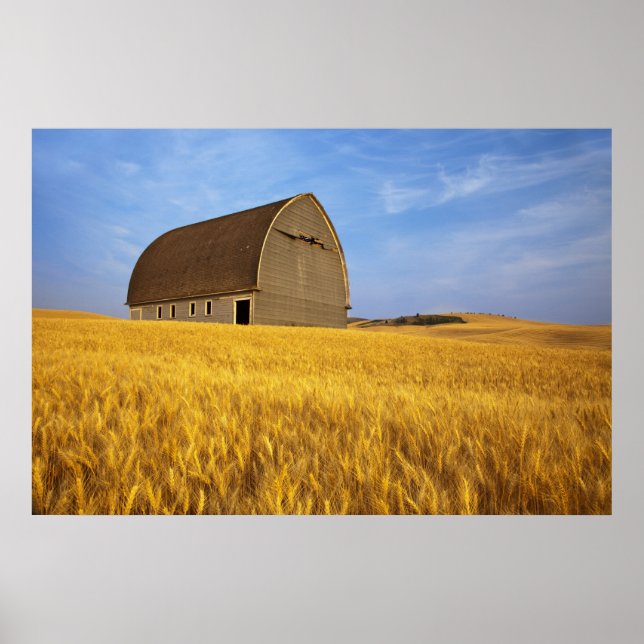 Poster Vieille grange rustique dans le champ de blé matur (Devant)