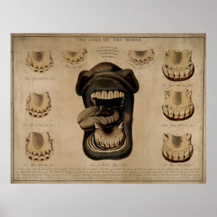 Poster Vieillissement Horse Bouche Dents Vieux Etching Aq