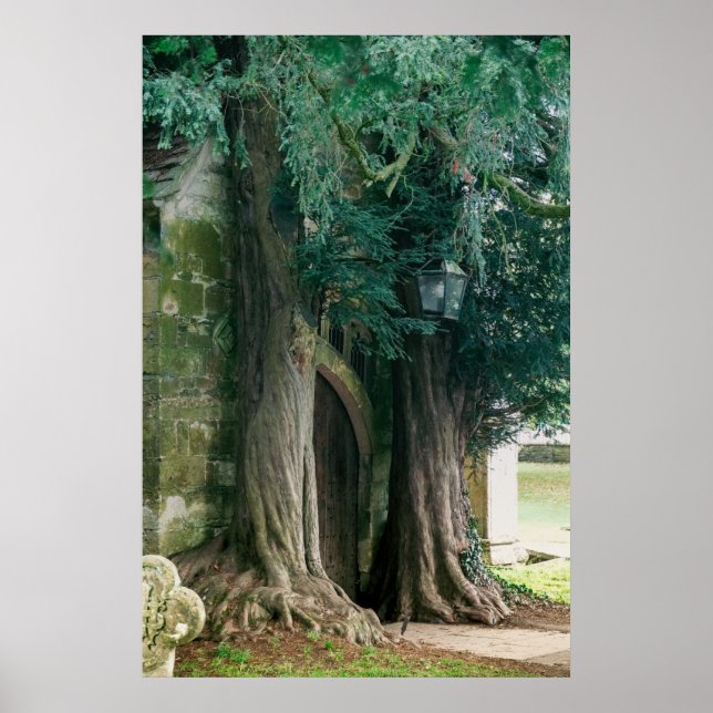 Poster Vieux arbres de Yew (Devant)
