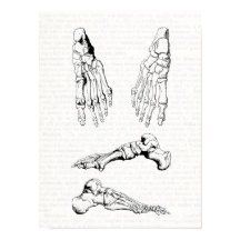 Vieux art Médicale Anatomie humaine os du pied