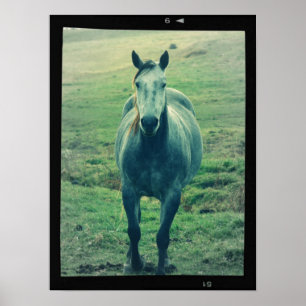Poster Vieux Cheval Photo Sur Film Art numérique