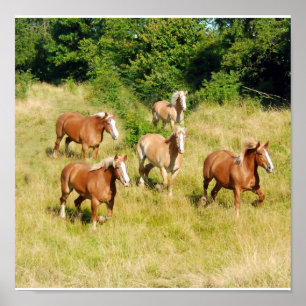 Poster Vieux Chevaux de Brouillon Imprimer