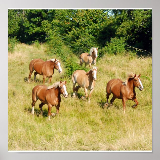 Poster Vieux Chevaux de Brouillon Imprimer (Devant)