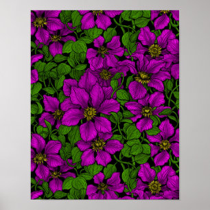 Poster Vigne Clematis rose