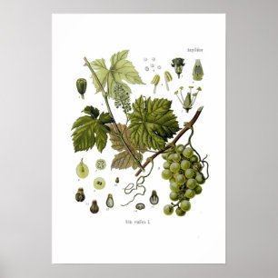 Poster Vigne de raisin