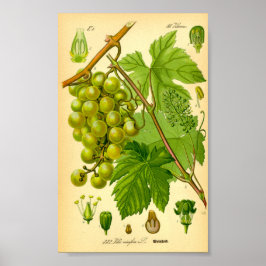 Poster Vigne de raisin commun (Vitis vinifera)