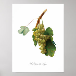 Poster Vigne de raisin - illustration Vintage