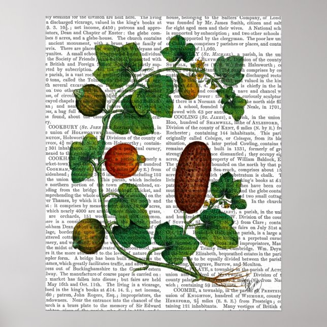 Poster Vigne de squash 3 (Devant)