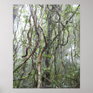 Poster vigne et branches tordues dans la forêt tropicale
