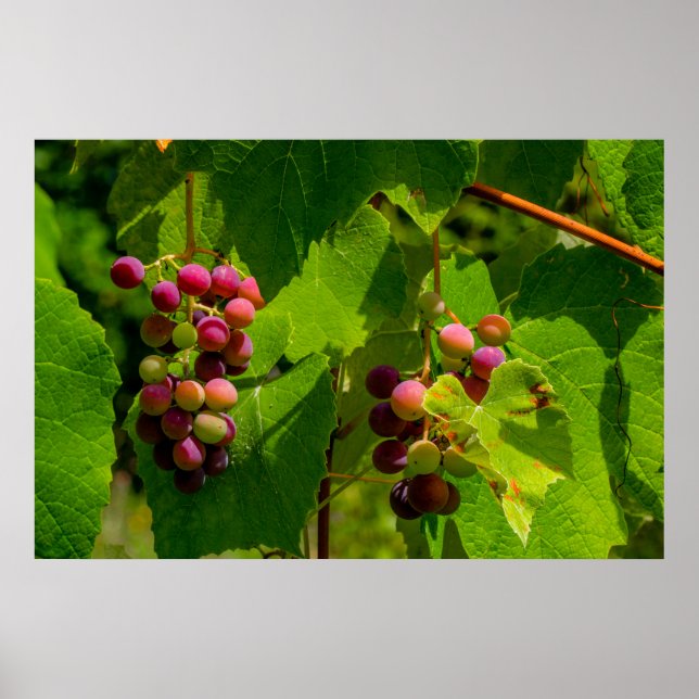 Poster Vigne Isabelle (Devant)