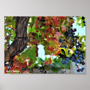 Poster Vigne rouge rustique