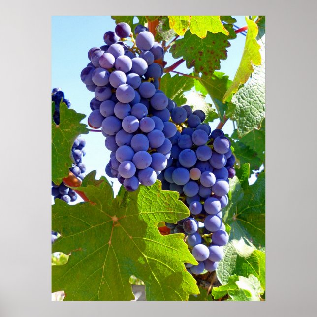 Poster Vignoble (Devant)