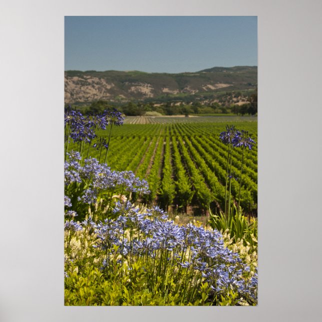 Poster Vignoble californien et fleurs pourpres (Devant)