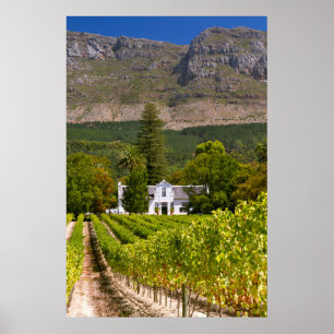 Poster Vignoble, Cap, Western Cape, Afrique du Sud 2