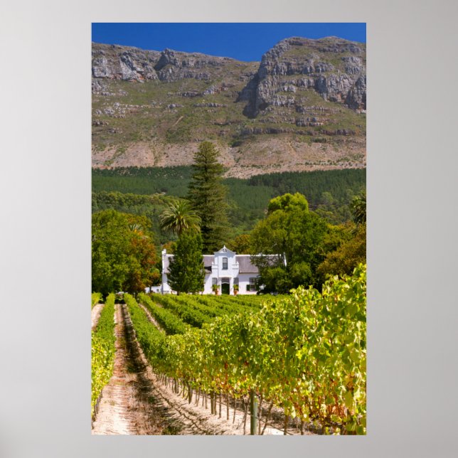Poster Vignoble, Cape Town, Western Cape, Afrique du Sud  (Devant)