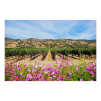 Vignoble Napa Valley avec Cosmos
