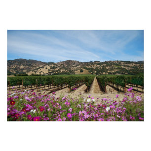 Poster Vignoble Napa Valley avec Cosmos