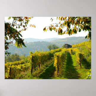 Poster Vignoble près de Krems