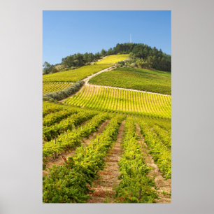 Poster Vignoble, Stellenbosch, Western Cape